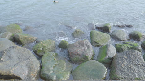 large stones on a peaceful shore with floating mallard duck