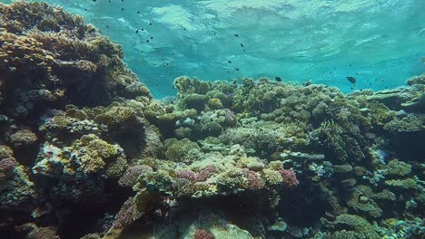 shallow coral reef in the red sea with ocean surface and clear visibility