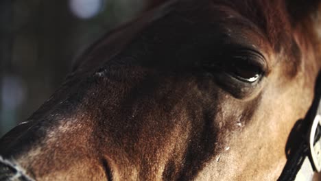 brown horse eyes close up slow motion