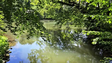 Static-shot-of-still-water-in-lake-reflecting-trees-of-woodland-area-surrounding-it