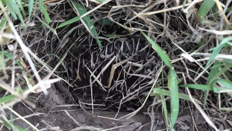 Australian-native-Echidna-digging-a-burrow-covered-in-ants