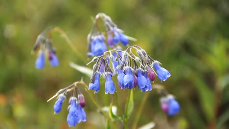 blue flower blows in wind