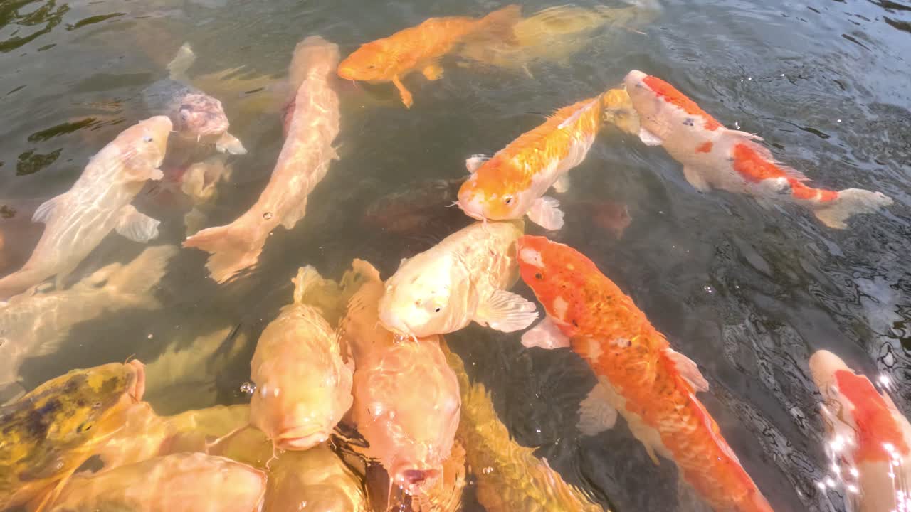 코이 물고기는 먹이를 찾으러 몰려들어서 조용히 헤엄쳐 나갑니다.