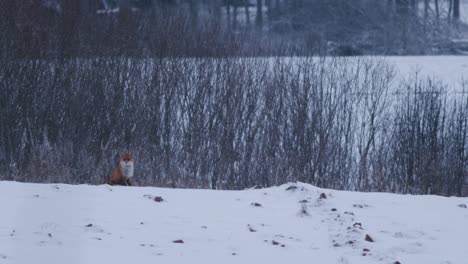 red fox sitting on field in winter landscape snow evening dusk