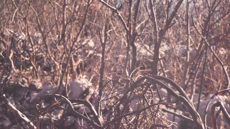 dried-out bushes