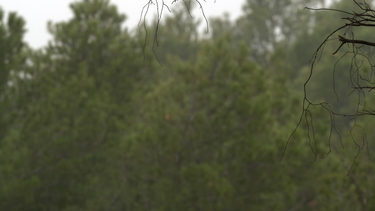 туман на улице