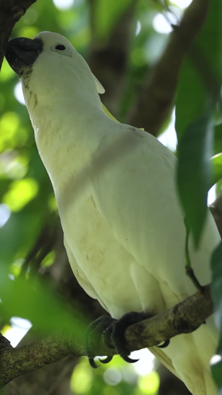 una cacatúa interactúa con su entorno