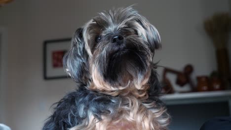 Long-haired-Male-Yorkshire-Terrier-Yorkie-Dog-Indoors-Tilting-Head-While-Looking-at-Camera