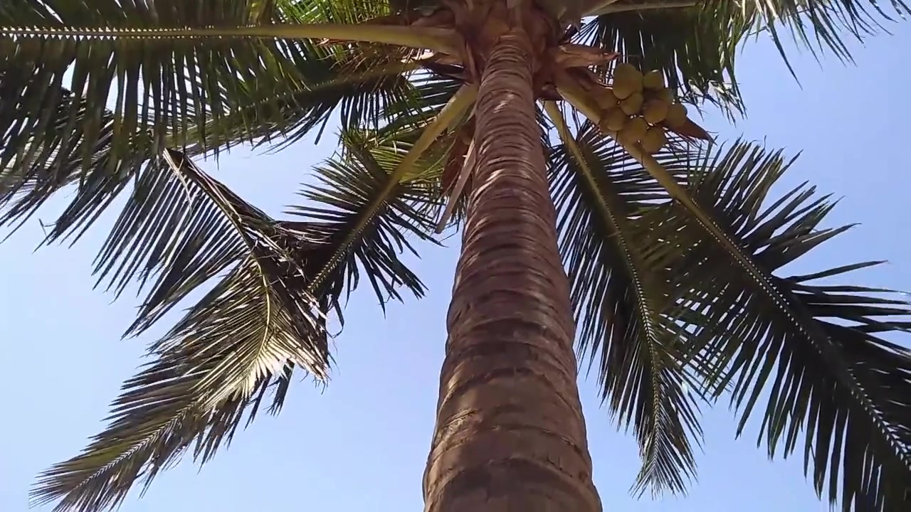 Vista di una palma da cocco ripresa da sotto l'albero, con il vento che muove le sue foglie, donando un senso di bellezza e una sensazione rilassata di spiaggia o vacanza. L'abbondanza della natura è il dono del creatore per tutti