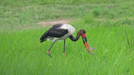 saddle-billed stork with fish it hunted in its beak, medium shot, slow motion