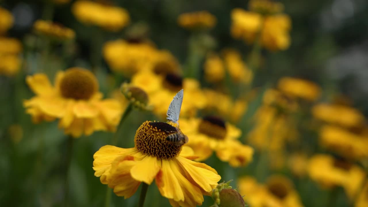 farfalla e ape seduto su un fiore giallo al rallentatore