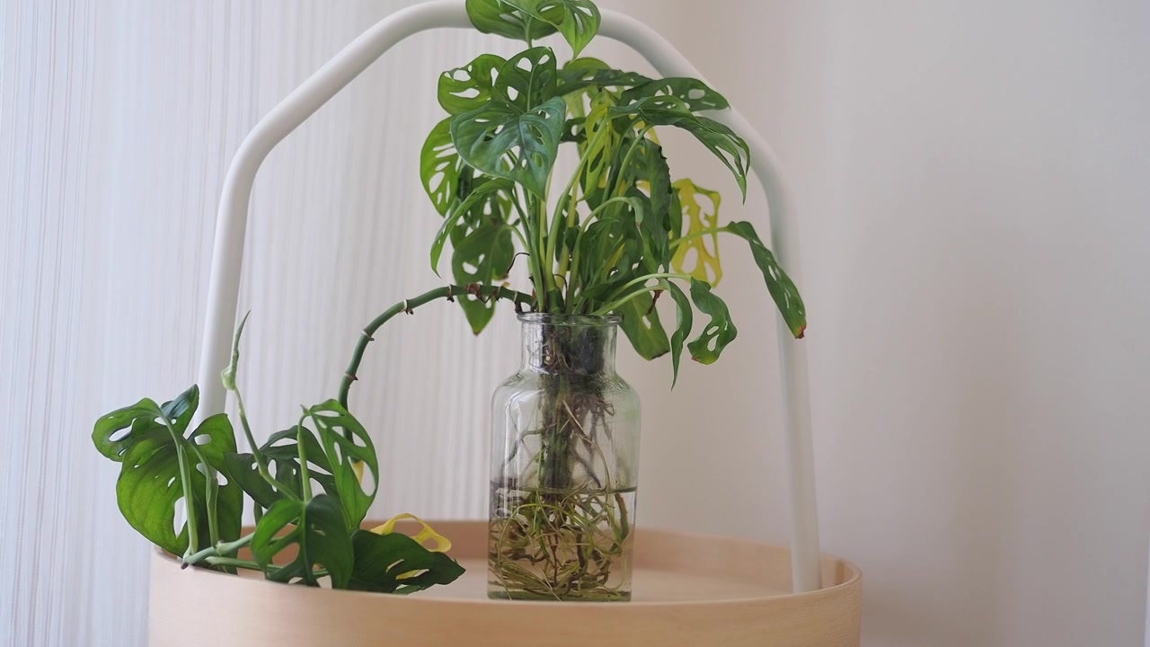 Monstera Adansonii-plante i glassvase på trebrett