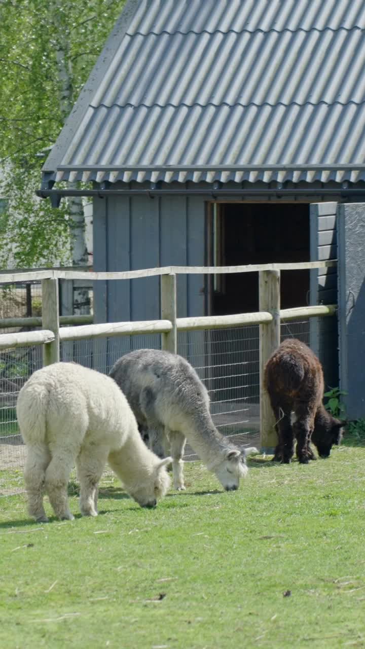 Multiple fluffy llamas rest and move inside a vertical zoo scene