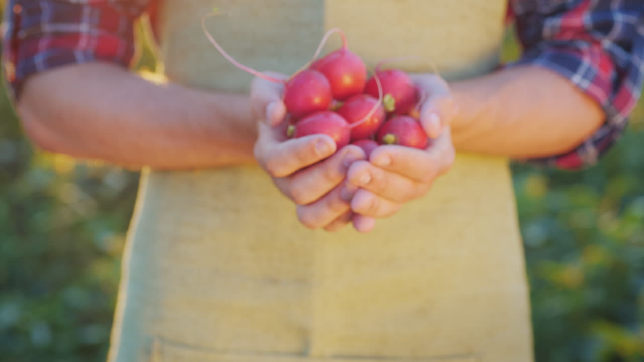 el agricultor sostiene un puñado de verduras orgánicas frescas de rábano de la granja