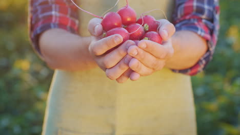 El-Agricultor-Está-Sosteniendo-Un-Puñado-De-Rábanos-Vegetales-Orgánicos-Frescos-De-La-Granja