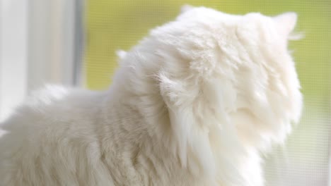 domestic cat with complete heterochromia. white cat with different colored eyes is sitting by the window.