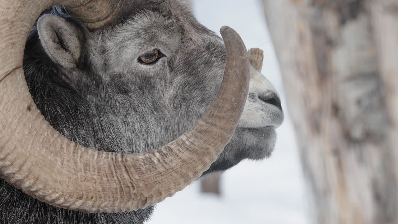 Close-up Domba Gunung Thinhorn Jantan di Yukon, British Columbia, Kanada.