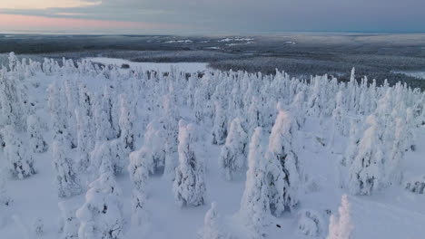 aerial view over snow covered woods on top of a fell, winter sunset in finland