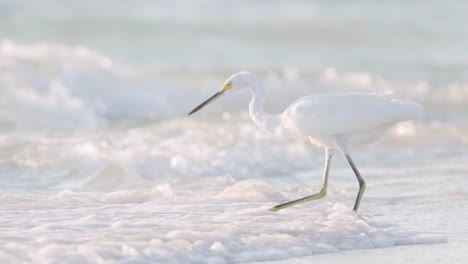 white egret walking along beach shore into ocean waves looking for food slow motion