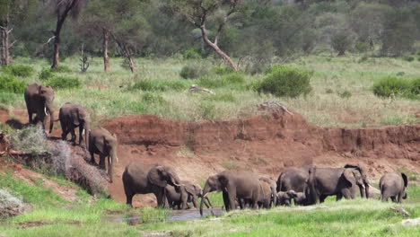 breeding herd of around 15 elephants walks down steep embankment to drink in a knee-deep river