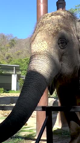 elephant interacting with surroundings in chonburi, thailand