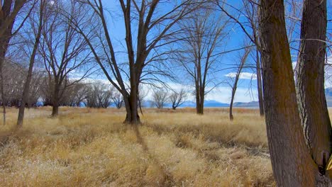 flying through the bare trees towards the lake and mountains in the distance - close over the long grass