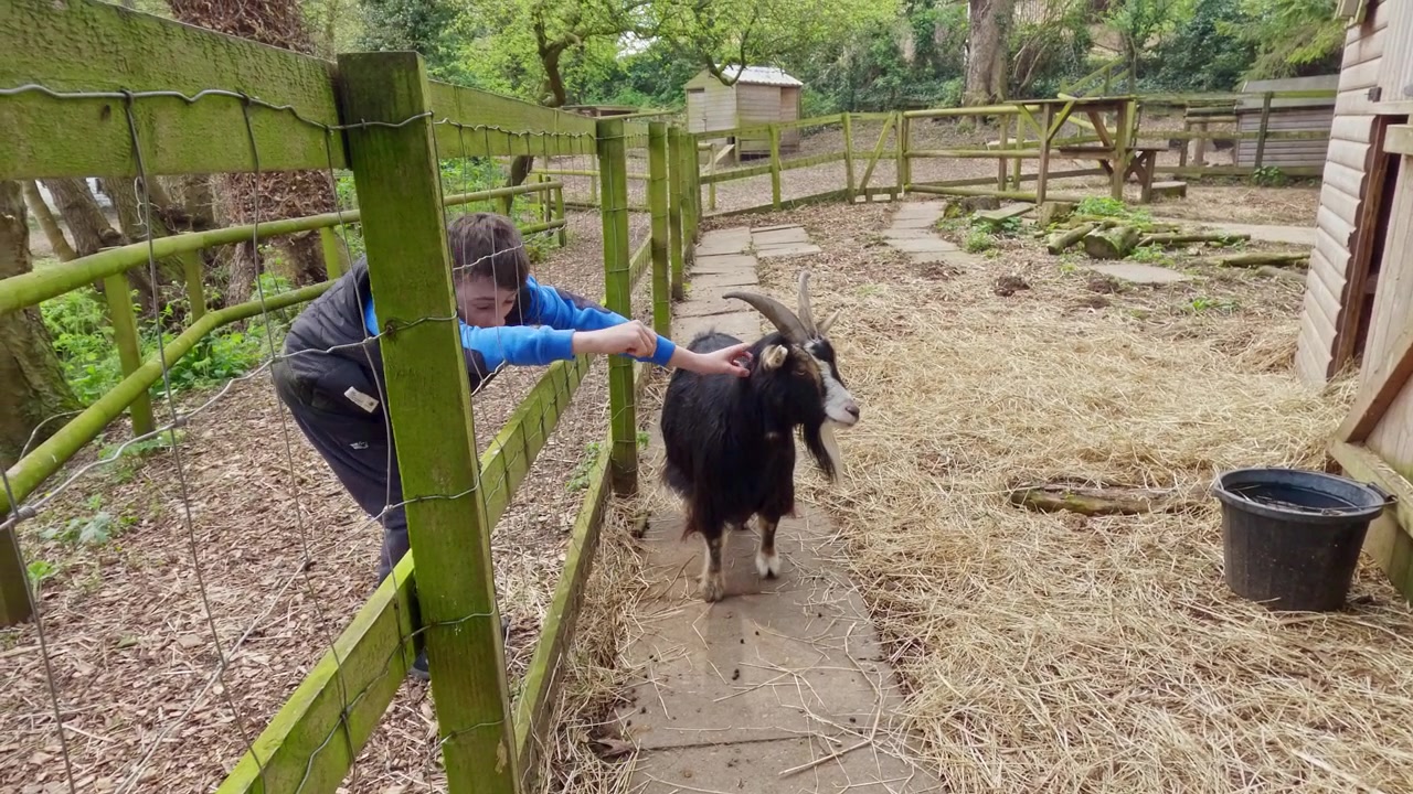 Anak laki-laki muda mengelus kambing jantan melalui pagar kayu. Lincolnshire, Inggris