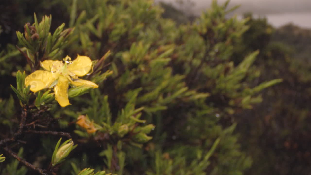 forest and vegetation, flowers close up