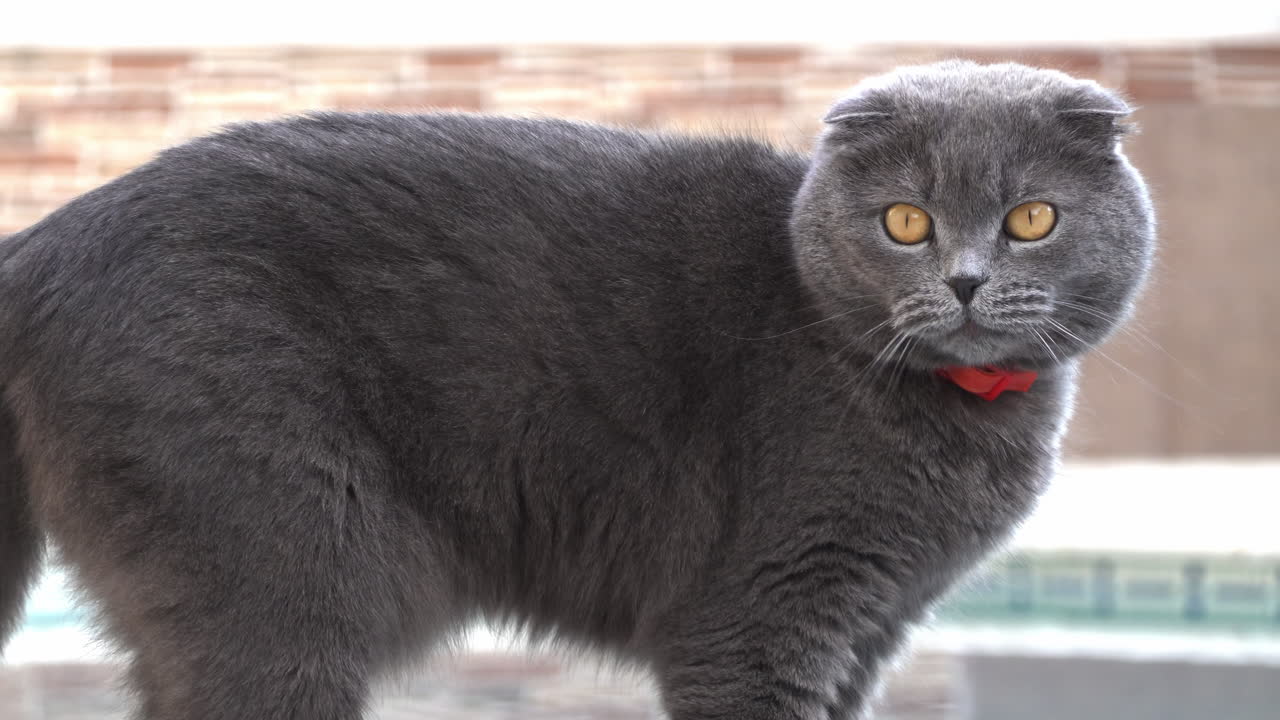 Scottish Fold cat with orange eyes and a red collar yawning near a pool