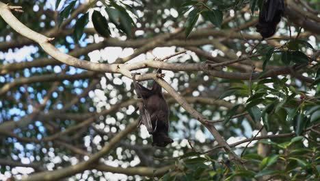 zorro volador negro salvaje, colgado boca abajo agarrado a un árbol, posado en el dosel del árbol