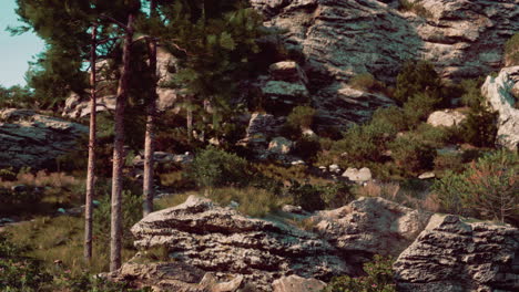 rocky mountain landscape with pine trees