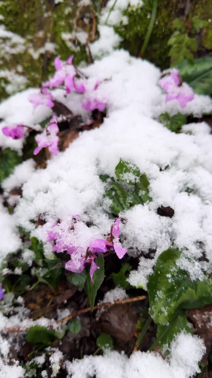 snow flakes in winter forest in iran beautiful snowfall nature in hyrcanian lush woods cyclamen wild flowers scenic mountain mazandaran flower white plant violet blossom flora spring wildflower macro