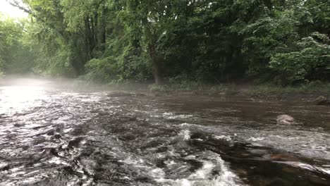 flowing river through a dense forest