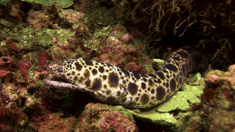 la anguila morena de serpiente tigre mirando desde una grieta en un bloque de coral