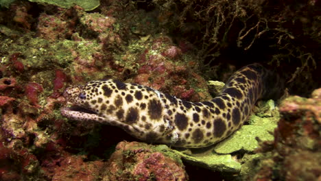 tiger snake moray eel looking out of a crevice in a coral block