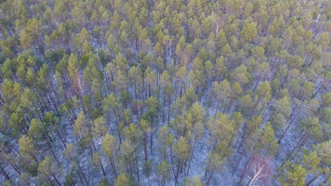 bosque de invierno, disparo aéreo de dron