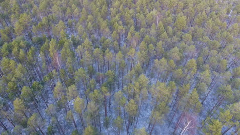 Bosque-De-Invierno,-Disparo-Aéreo-De-Drones