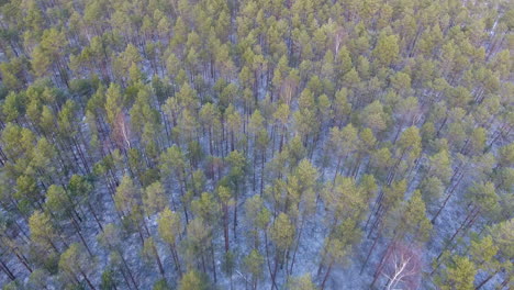 winter forest, aerial drone shot