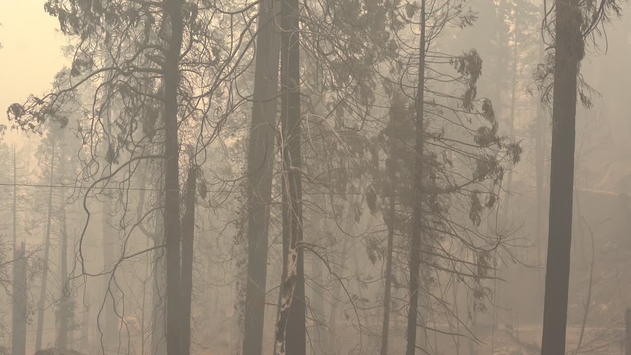 대형 산불 후 불에 탄 나무