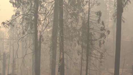 Verbrannte-Bäume-Nach-Einem-Großen-Waldbrand
