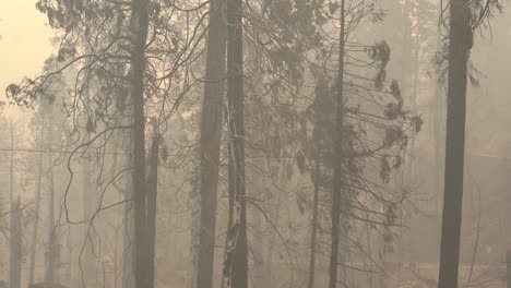 árboles-Quemados-Después-De-Un-Gran-Incendio-Forestal