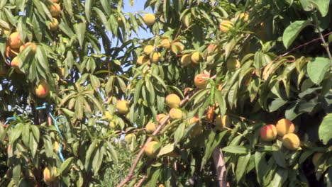 Peach-fruit-tree,-with-many-yellow-and-red-peaches