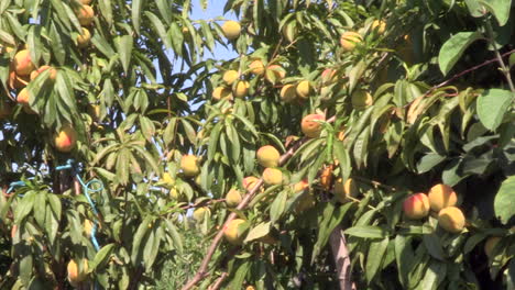 árbol frutal de melocotón, con muchos melocotones amarillos y rojos