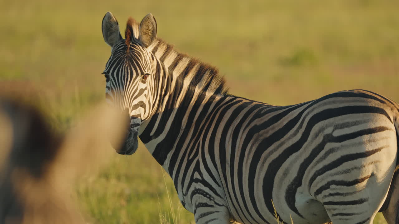 cebras pastando en el corazón de la sabana africana