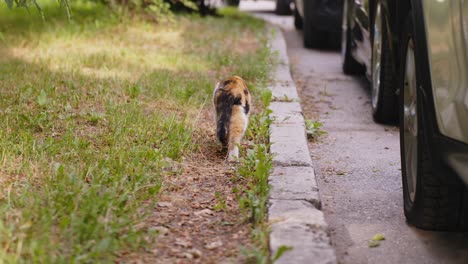 rear view of lost street orange black cat walking alone by parked cars, day