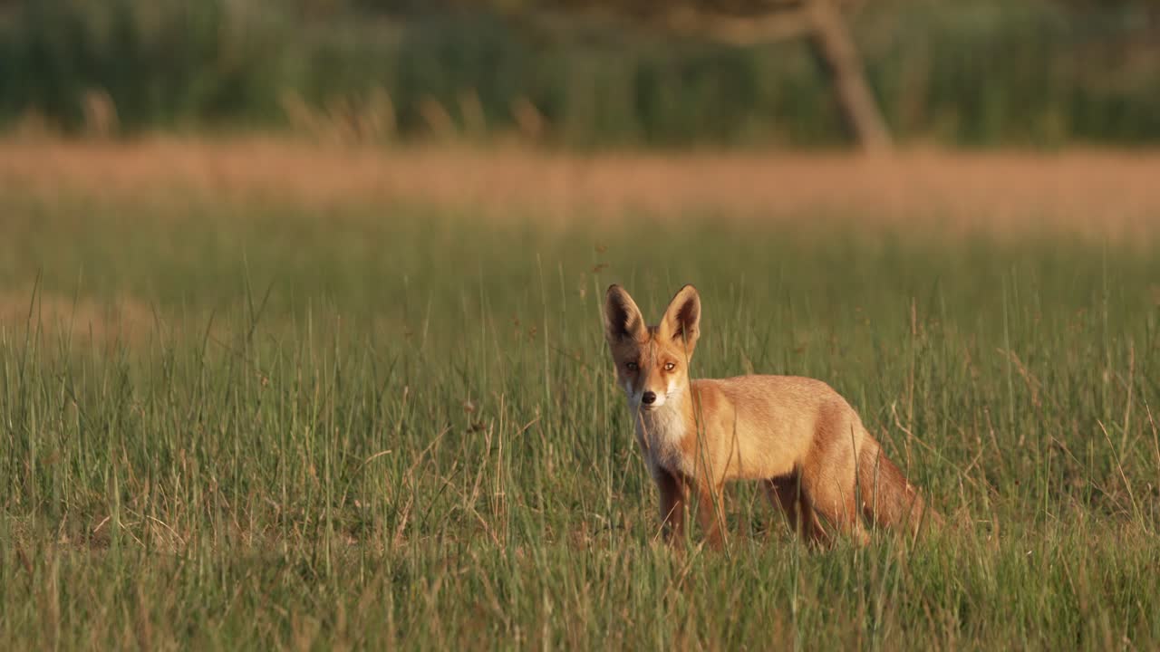 широкий снимок молодой рыжей лисицы, наблюдающей в травяном поле на закате солнца
