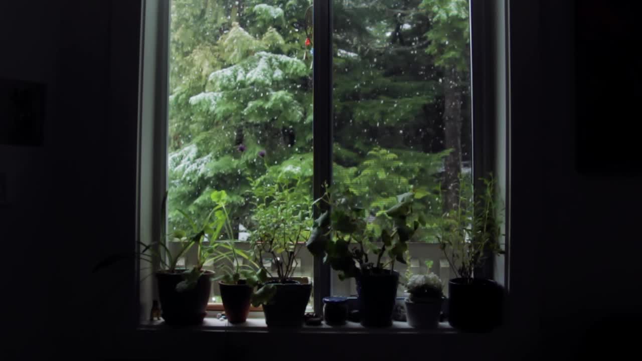 눈은 소나무의 전망과 함께 창밖으로 떨어집니다