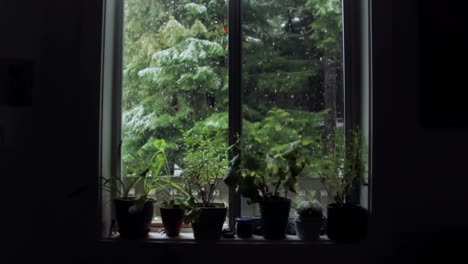 snow falls outside the window with the view of pine trees