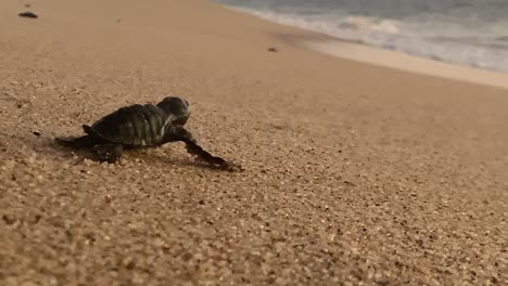 La-Tortuga-Laúd-Recién-Nacida-Hace-Un-Esfuerzo-Por-Llegar-Al-Agua-Del-Mar.