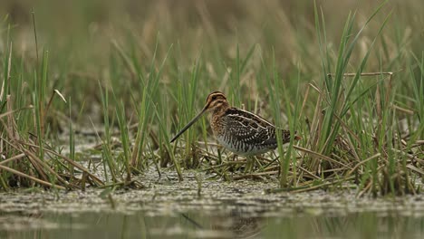A Serene Observation: A Bird foraging Among Marsh Grass in Wetland Environments Captured in Two Distinct Frames